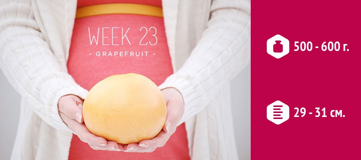 размеры плода на 23 неделе беременности