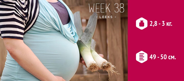 размеры плода на 38 неделе беременности