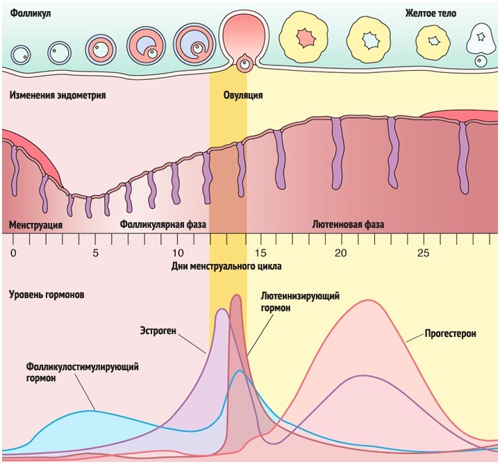 Инфографика менструального цикла