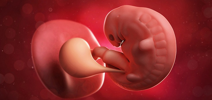 эмбрион на 6 неделе беременности
