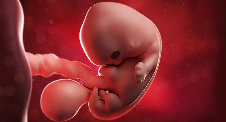 эмбрион в 7 недель беременности