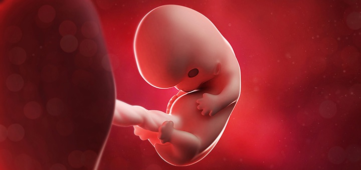 эмбрион в 8 недель беременности