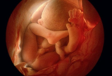 фотография ребенка на 36 неделе беременности