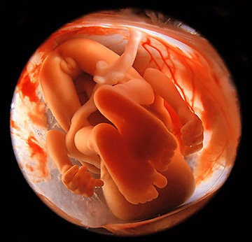 фотография ребенка на 31 неделе беременности