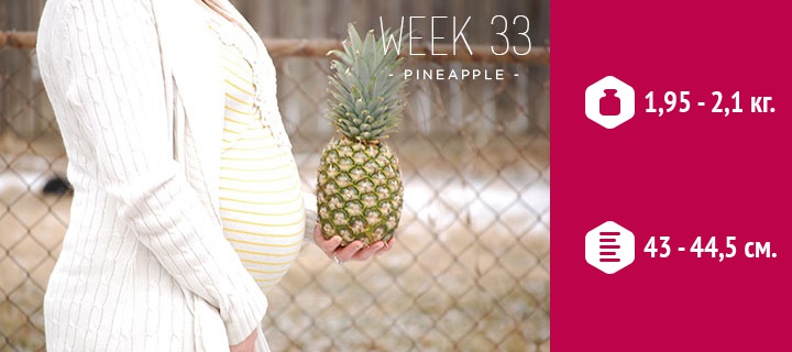 размеры плода на 33 неделе беременности