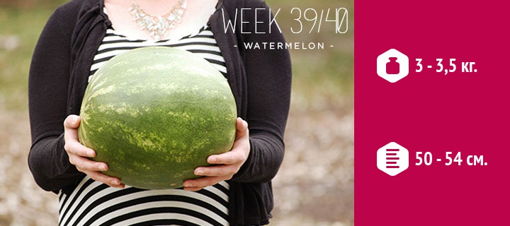размеры плода на 40 неделе беременности